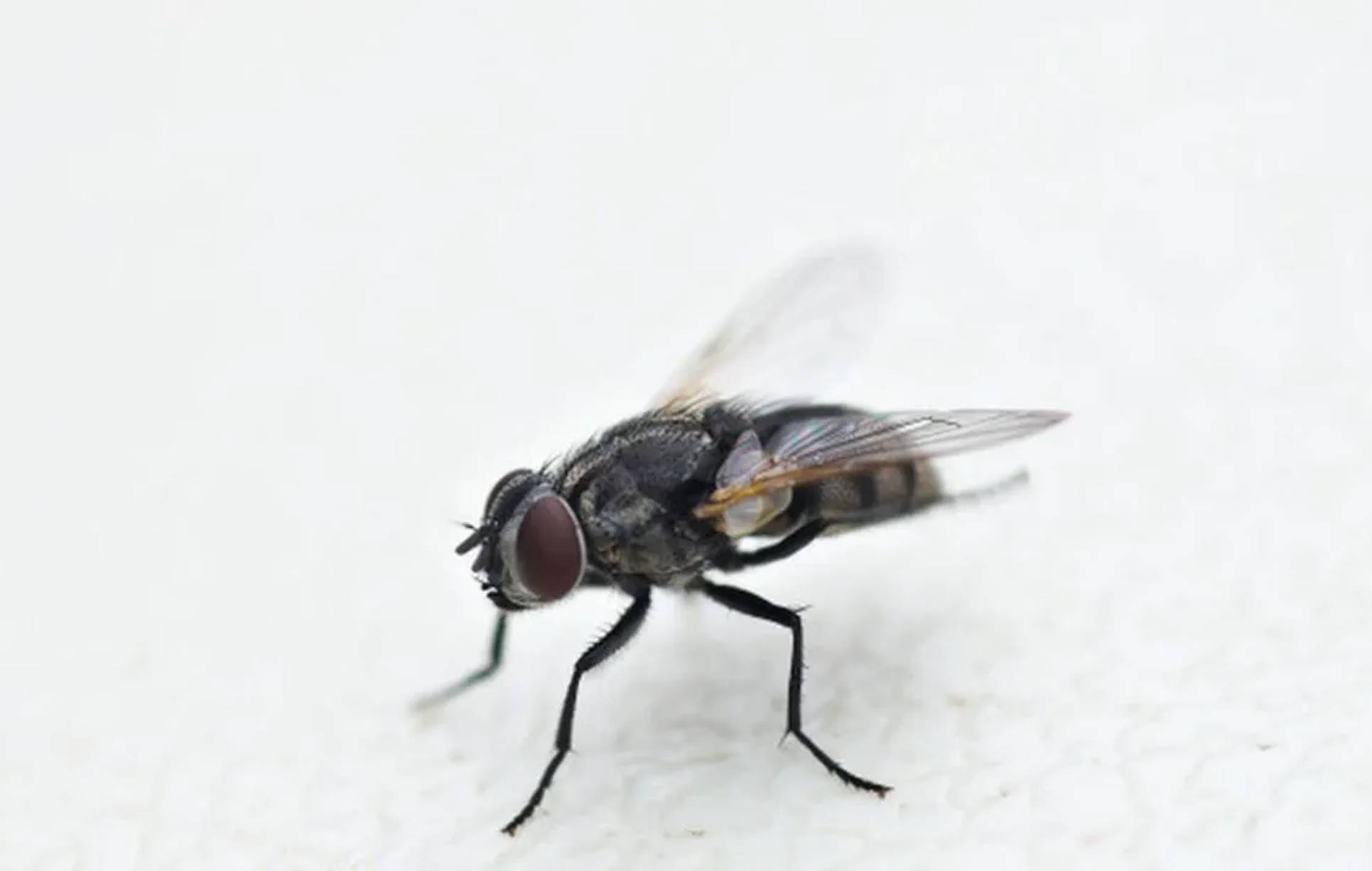 5 ingredientes infalíveis para eliminar as moscas para sempre