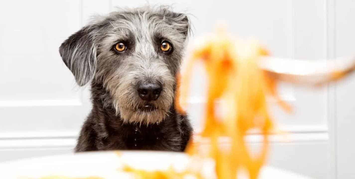Alimentos para humanos que seu cachorro também pode comer