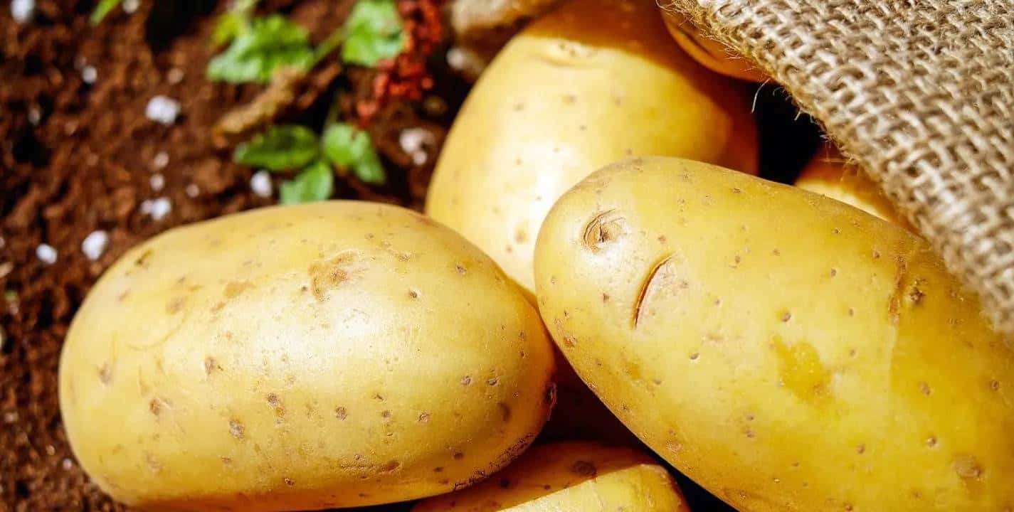Por que as batatas nunca devem ser guardadas na geladeira? Um erro perigoso