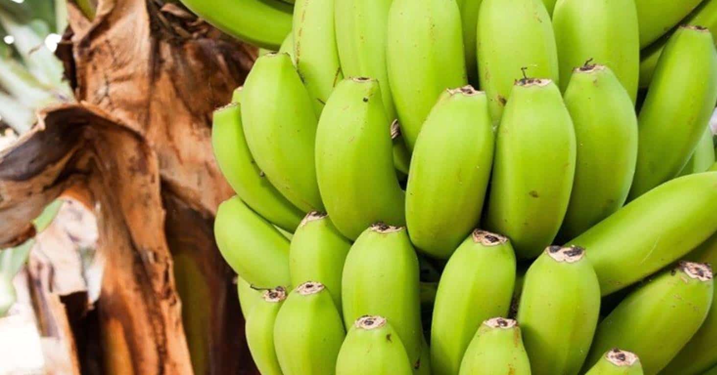 Os benefícios que quase ninguém te conta sobre comer banana verde todos os dias