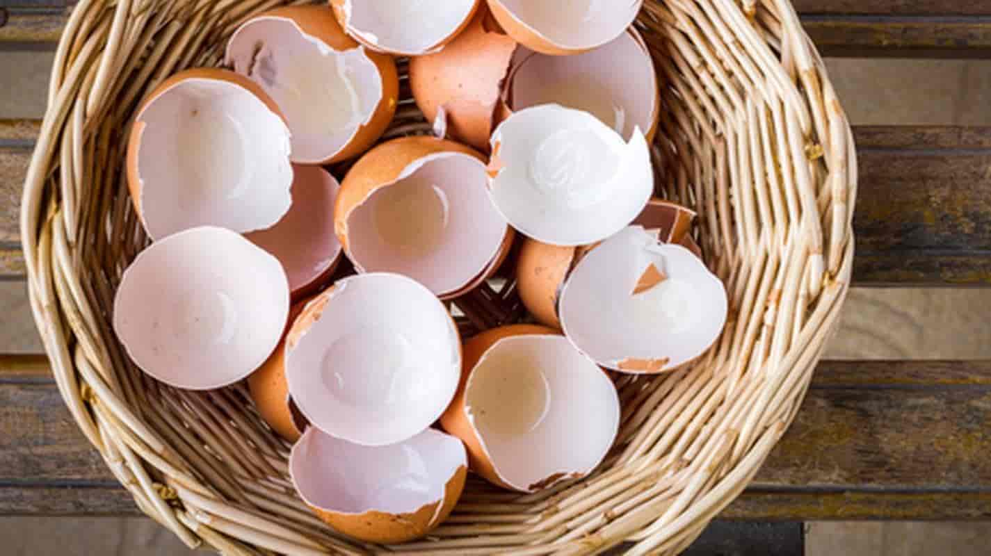 Você jamais imaginou que existem 10 maneiras de usar a casca de ovo em casa