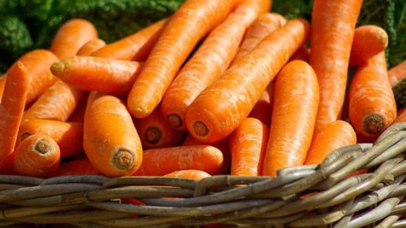 Trufas de cenoura: uma receita fácil sem forno