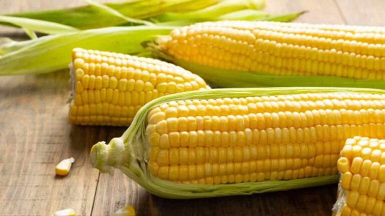 7 motivos para você comer milho todos os dias