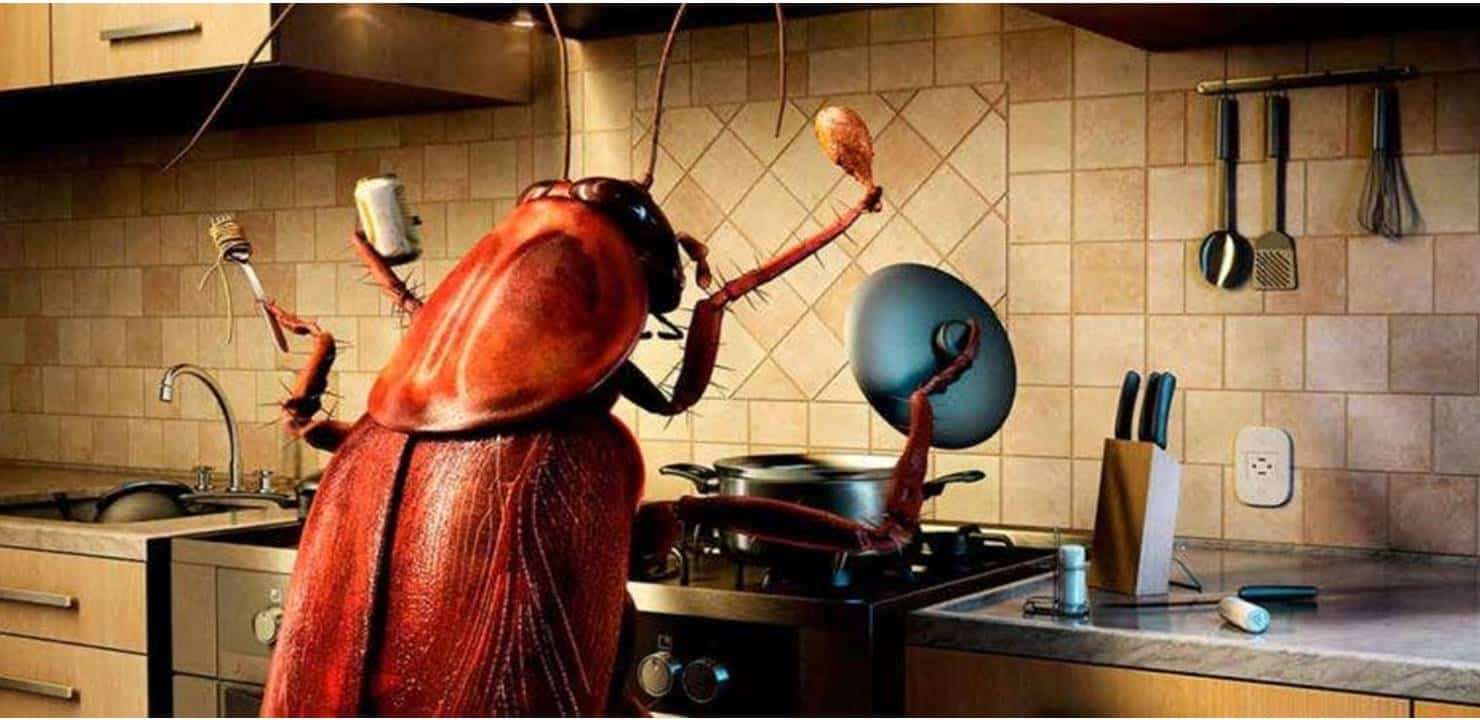 Foto Ilustrativa de uma barata na cozinha