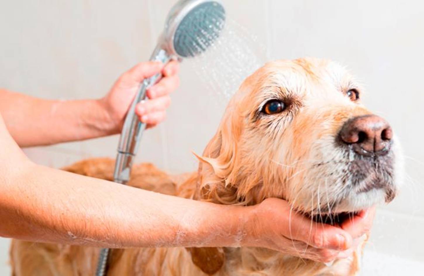 5 maneiras infalíveis de tirar o cheiro de cachorro de casa