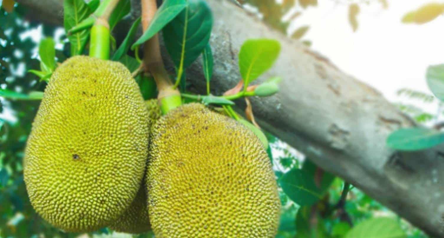 Jaca: o que você deve saber sobre a maior fruta do mundo