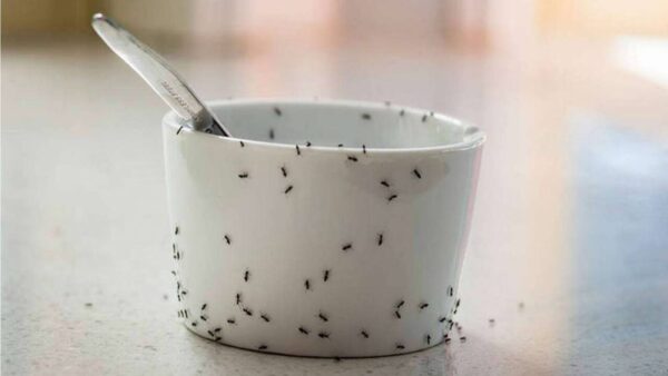 se livrar das formigas na cozinha
