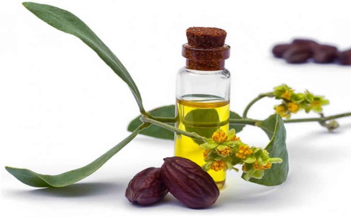 Óleo e sementes de Jojoba