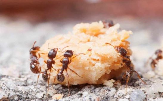 3 truques naturais que vão acabar definitivamente com a praga de formigas na cozinha