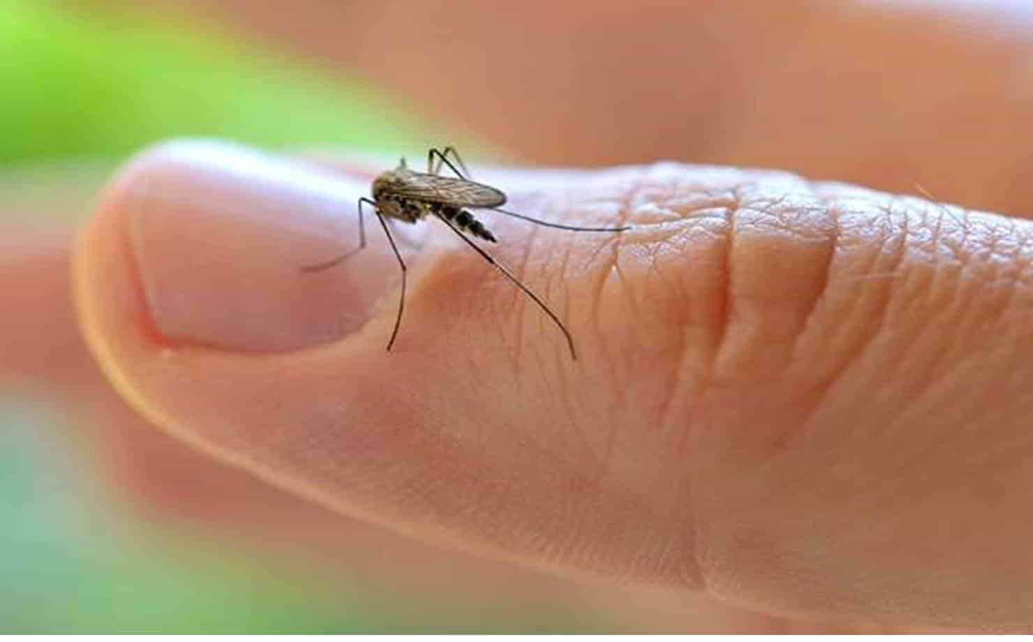 Mosquito no Dedo