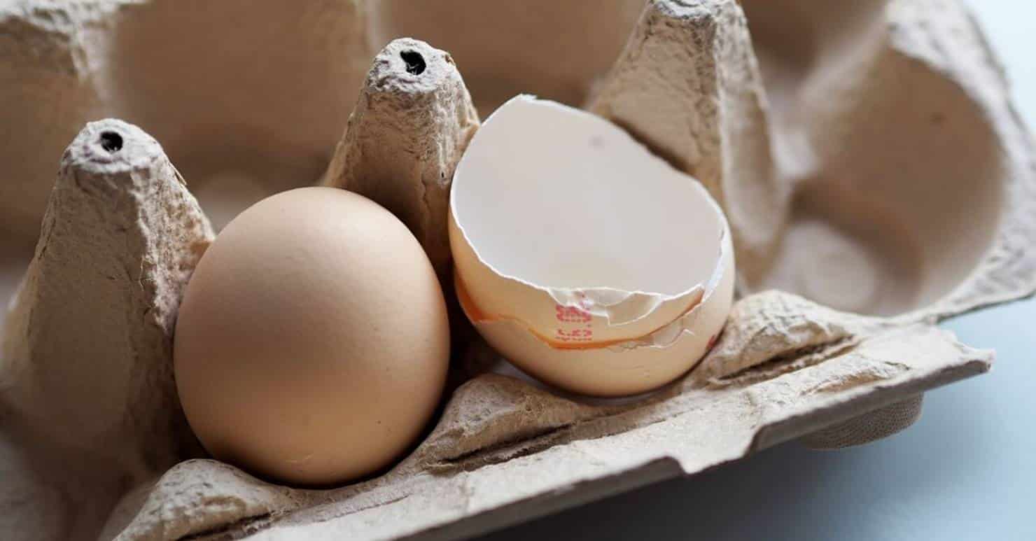 casca de ovo
