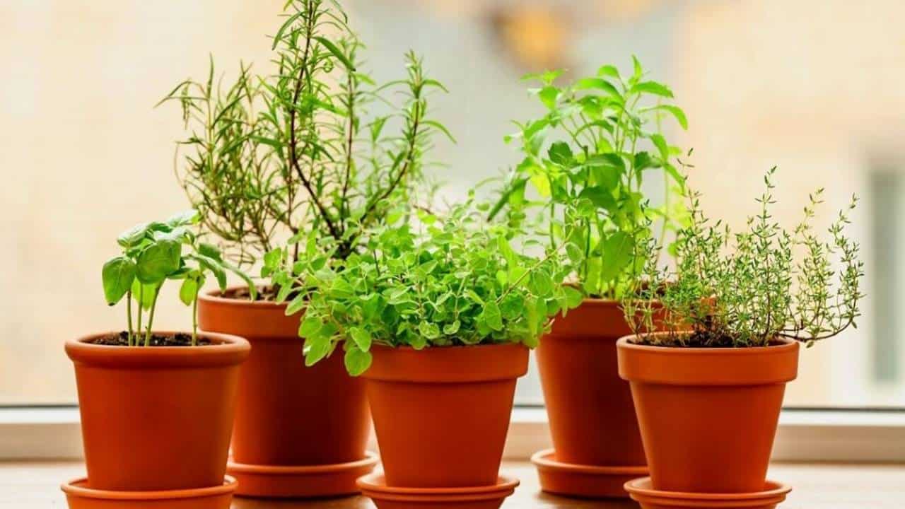 8 plantas que vão te ajudar a atrair amor e harmonia para sua casa