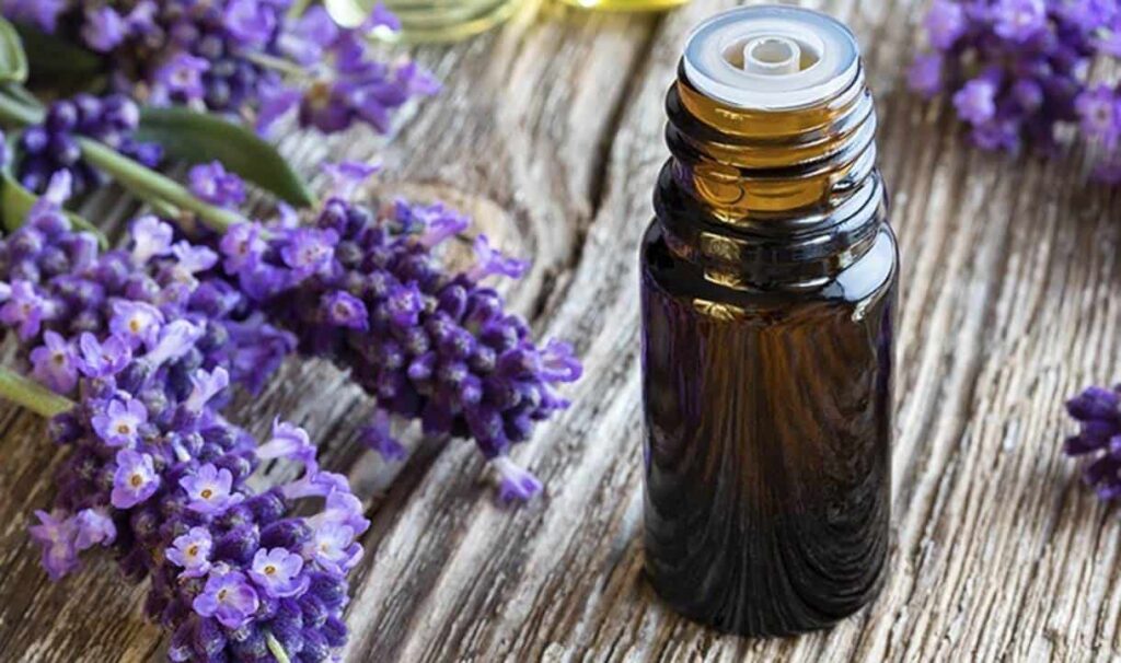 Segredo para intensificar o aroma da lavanda e deixar sua casa cheirosa
