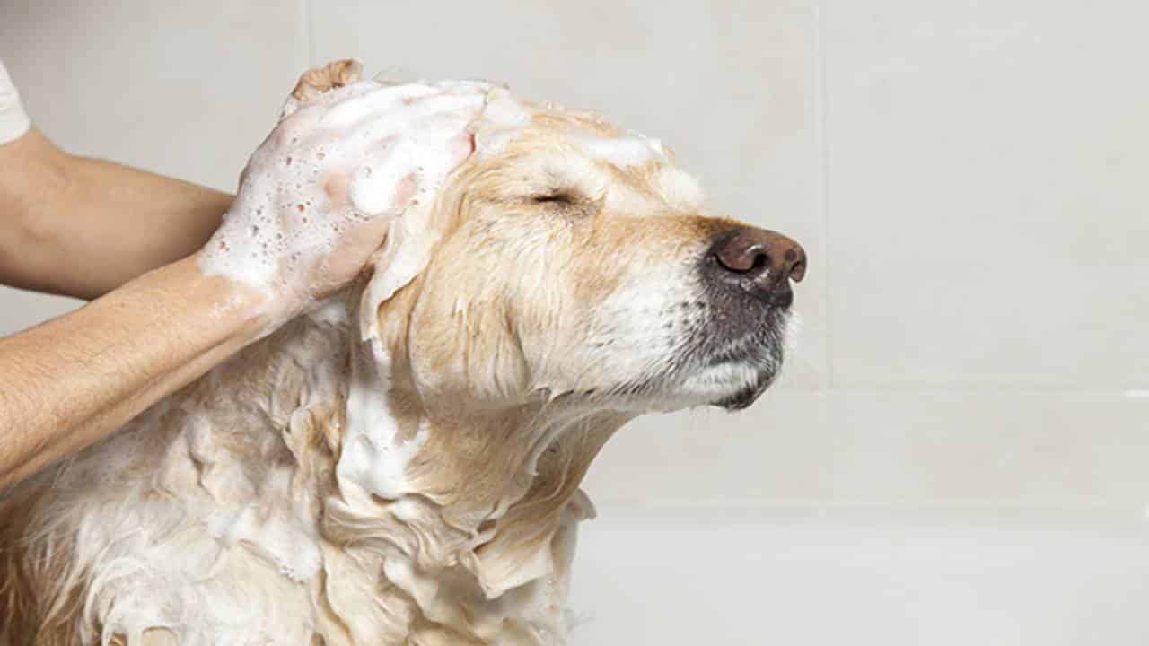 Remova pulgas e carrapatos do seu pet com este shampoo caseiro