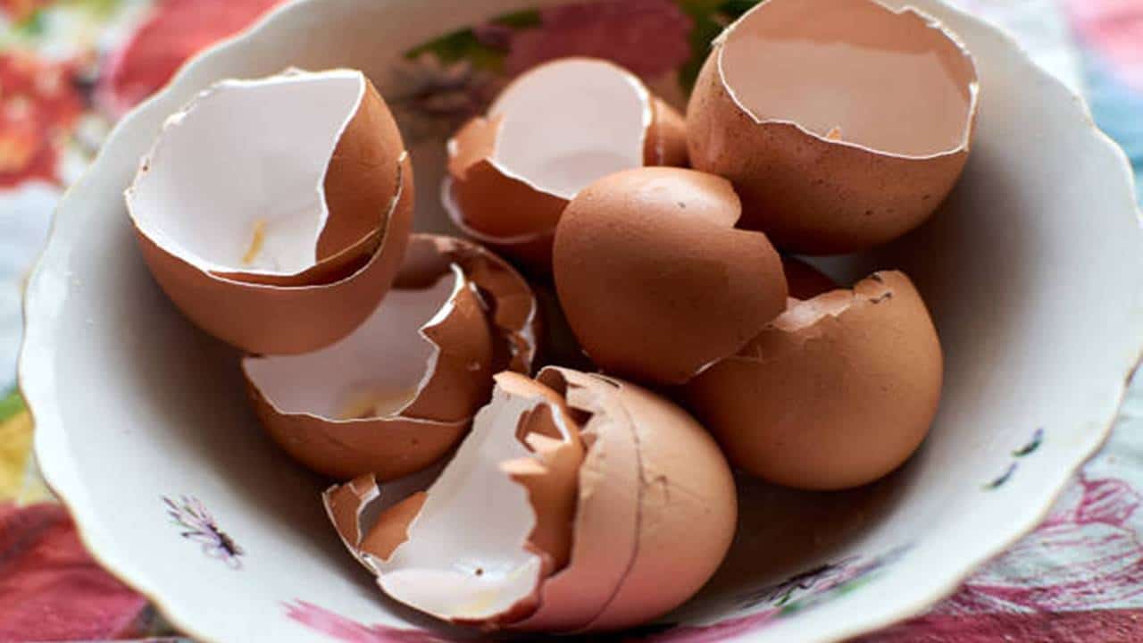 Saiba como a casca de ovo pode facilitar a sua vida doméstica