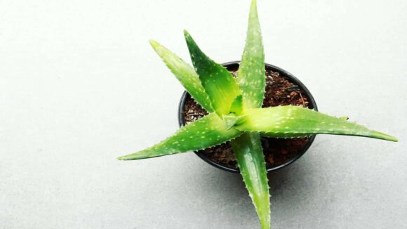 Aloe vera: como usá-lo para crescer seus cílios