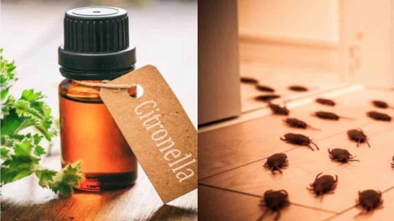 Como limpar com citronela para afastar baratas, percevejos e moscas