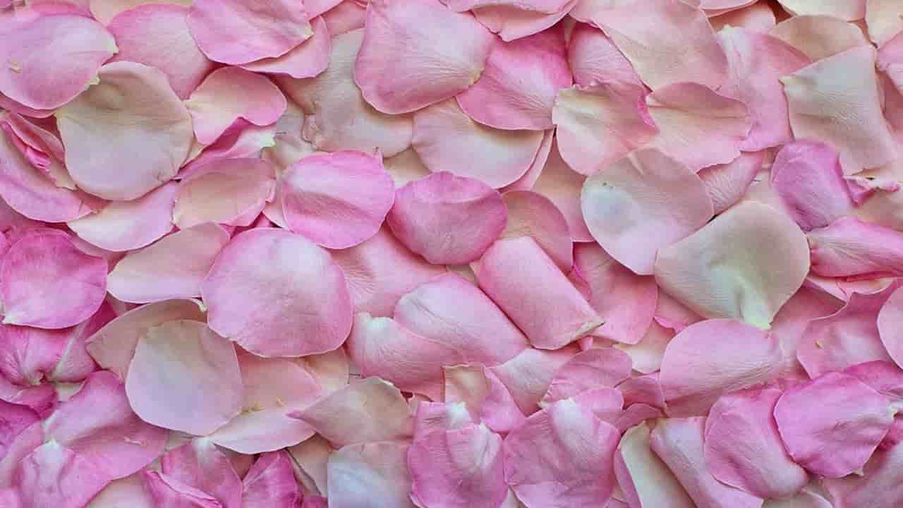 Como usar pétalas de rosas desidratadas