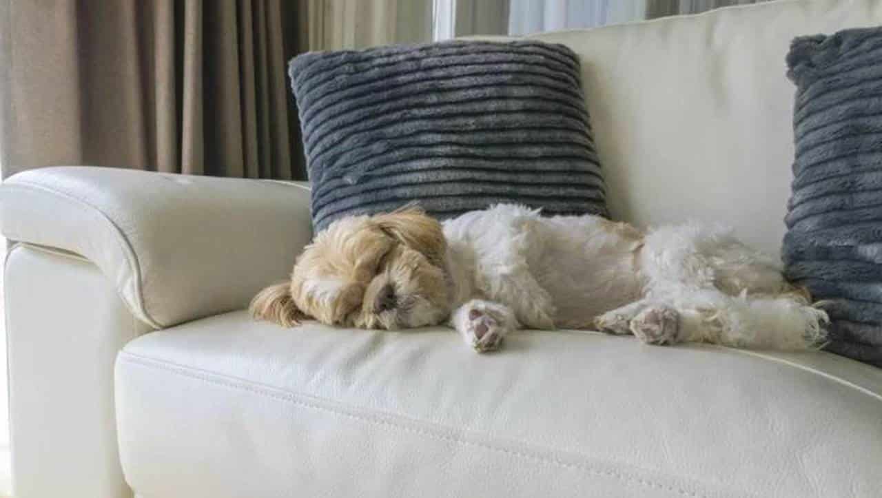 Maneiras de remover o cheiro de cachorro da sua casa de forma fácil