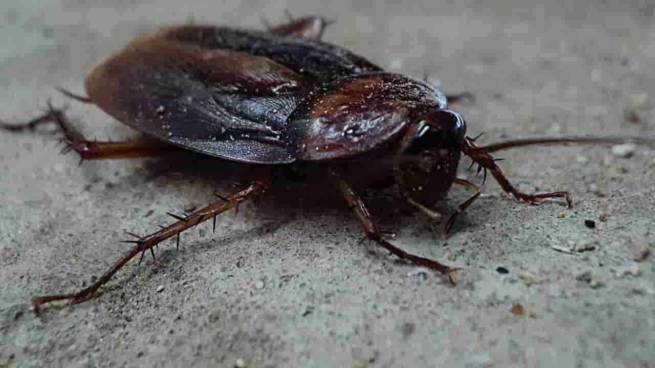 Saiba como usar canela para afastar baratas da cozinha