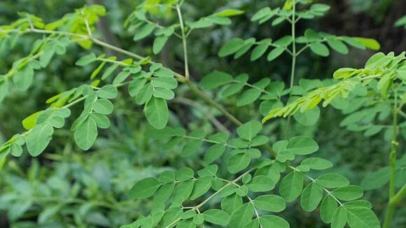 Produza colágeno naturalmente com a planta moringa