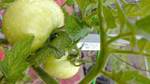 Descubra as contribuições nutricionais que os tomates verdes nos dão 