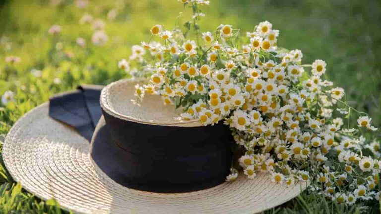 Como plantar camomila em casa?