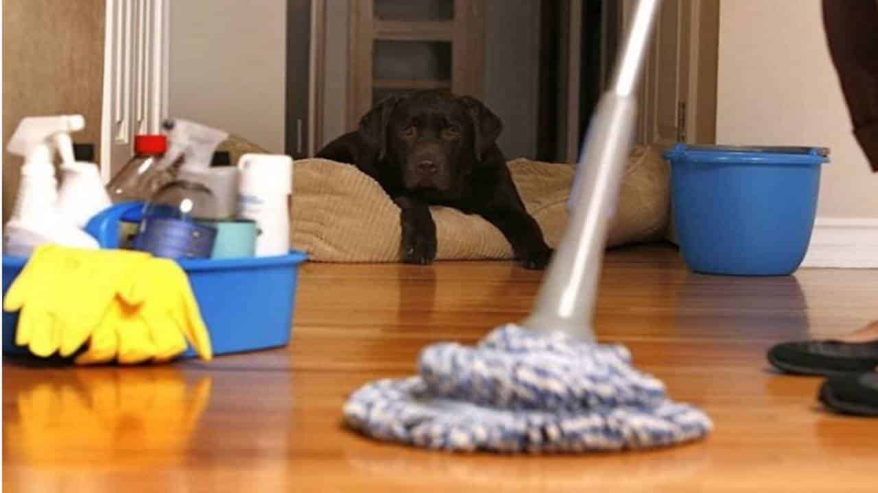 Mistura eficaz e caseira para eliminar o odor do cão na casa