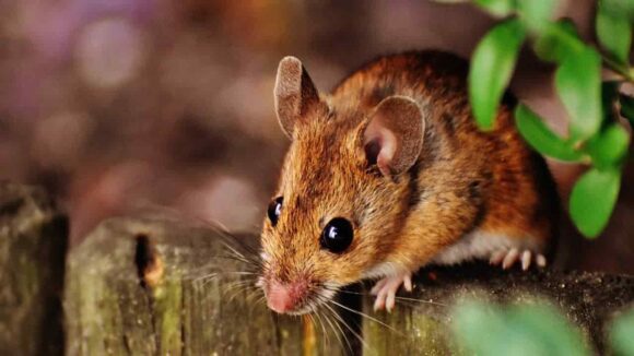 Mantenha aranhas e ratos fora de sua casa com esta dica simples