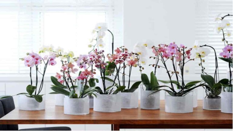 recuperar suas plantas flores