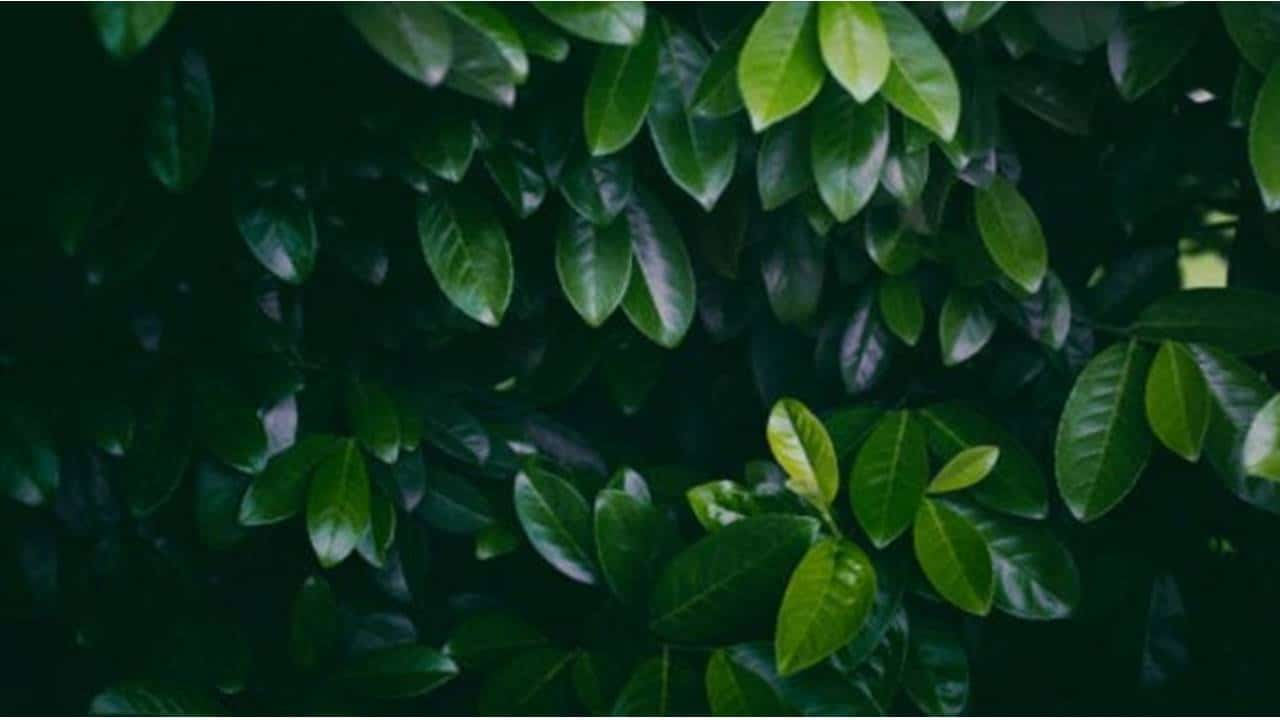 Para cabelos e pele perfeitos, você só precisa de algumas folhas desta planta