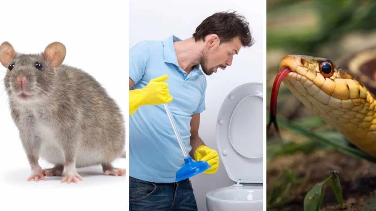 4 criaturas que podem rastejar pelo cano do banheiro e como detê-las