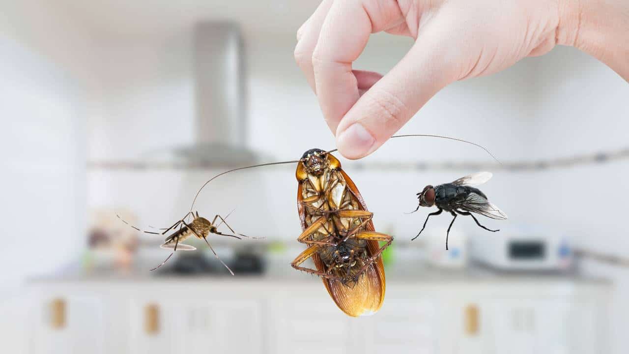 A incrível solução para eliminar moscas, mosquitos e baratas de forma permanente