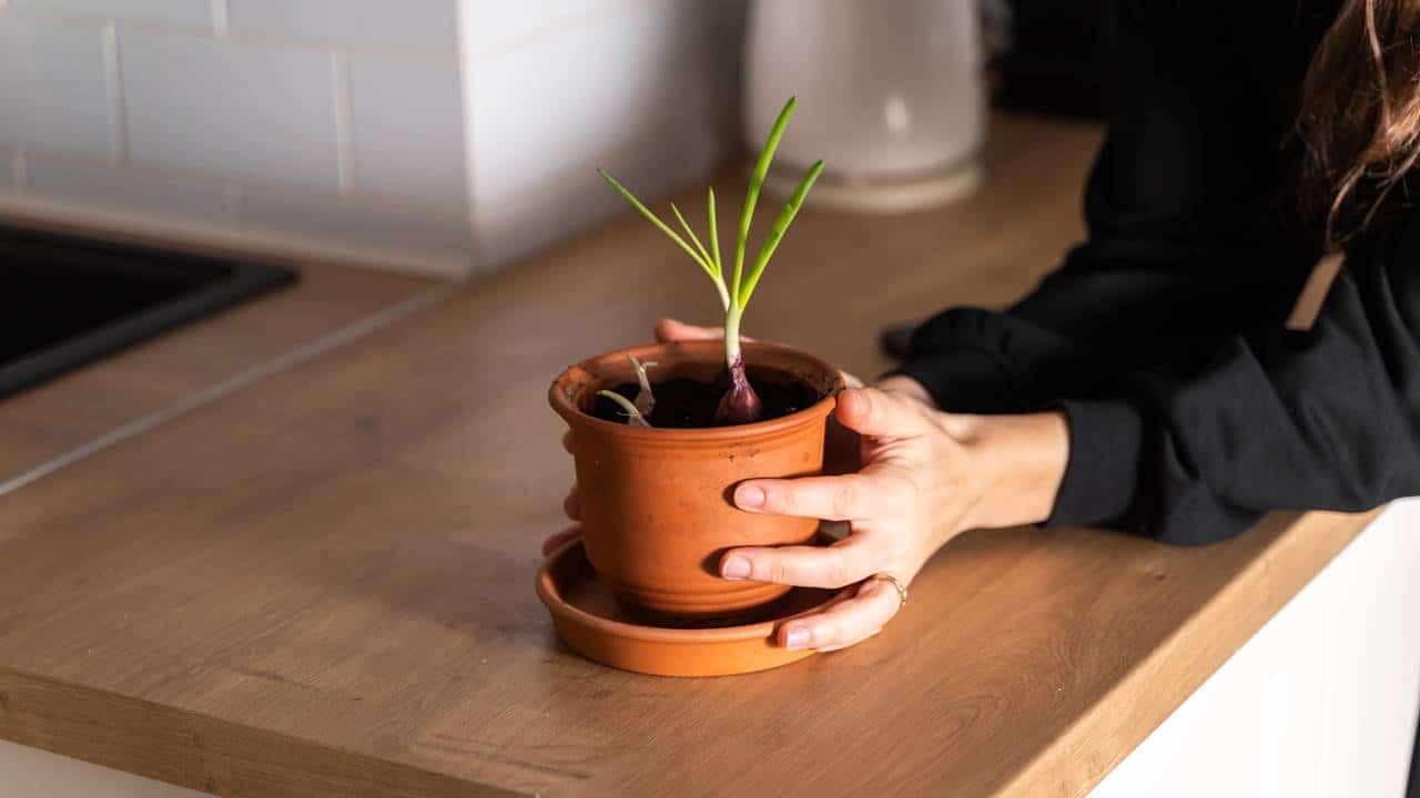 Não gaste mais dinheiro: Como plantar alho em casa usando uma panela?