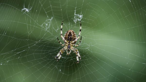 A razão pela qual você não deve matar as aranhas em sua casa