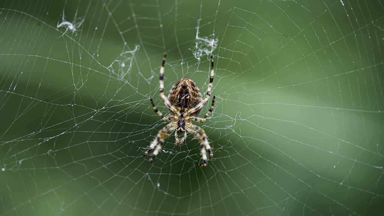 A razão pela qual você não deve matar as aranhas em sua casa