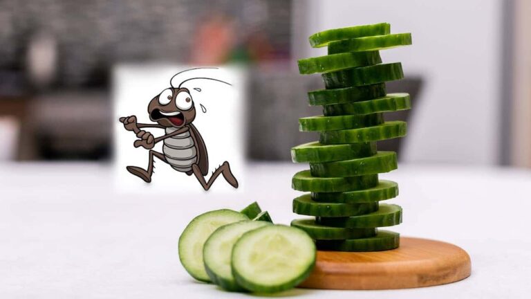 usar pepino para espantar baratas