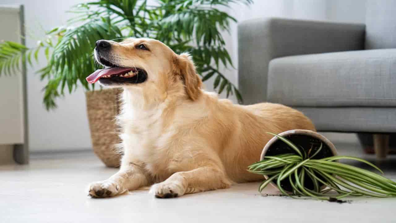 Não tem erro! Veja dicas para manter a casa limpa quando há animais de estimação