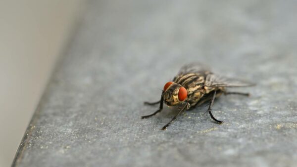 Por que e como você deve usar o orégano para espantar moscas e formigas de sua casa