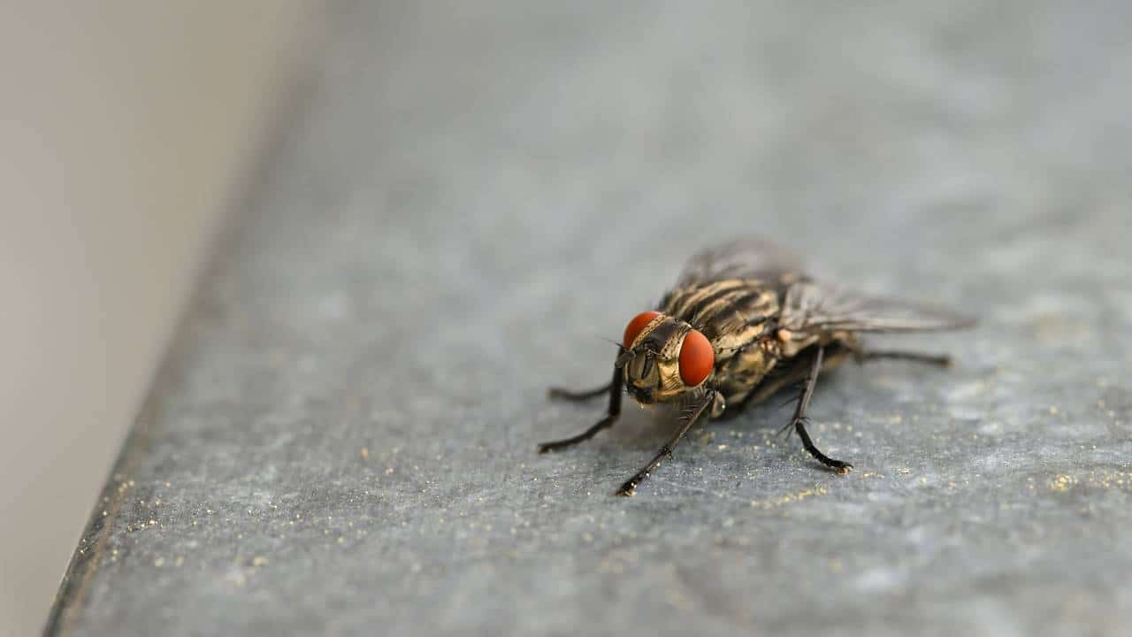 Repelindo moscas com 5 métodos naturais que funcionam