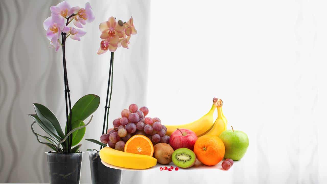 Não faça mais isso! A poderosa razão pela qual você nunca deve deixar orquídeas ao lado da cesta de frutas