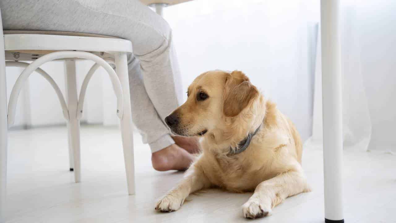 Por que não deve usar alvejante para limpar xixi do cachorro e quais remédios caseiros usar