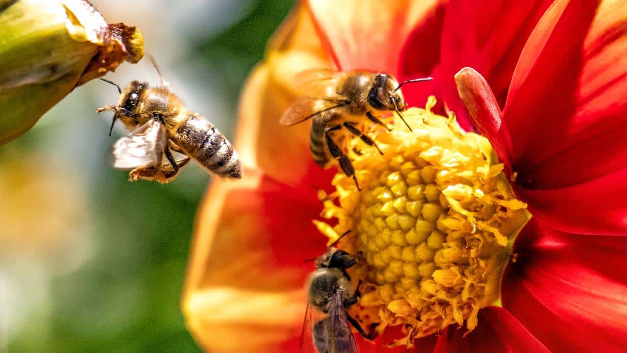 As abelhas receberão sua primeira vacinação contra a doença que as está exterminando