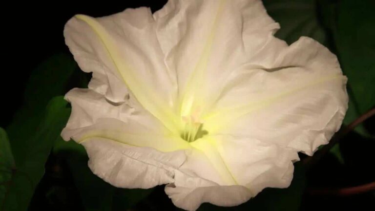 Esta flor atrai amor - dinheiro e felicidade para sua casa.