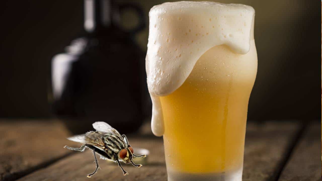 Conheça um método surpreendente com cerveja para manter as moscas afastadas. Veja como funciona e como fazer!