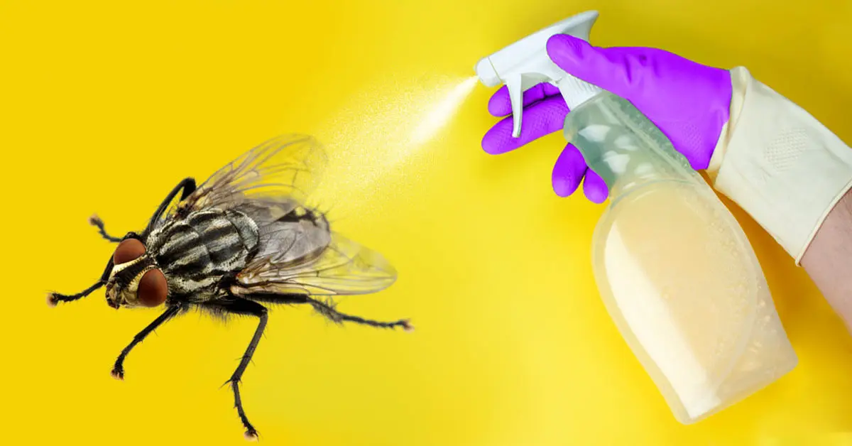 Experimente: 5 formas caseiras para acabar com as moscas em sua casa