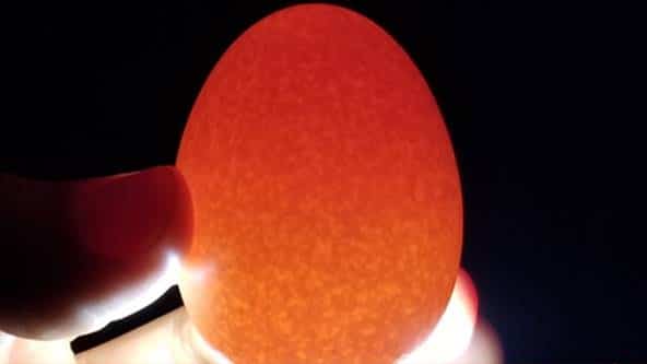 4 métodos infalíveis para saber se os ovo ainda está fresco, velho ou podre