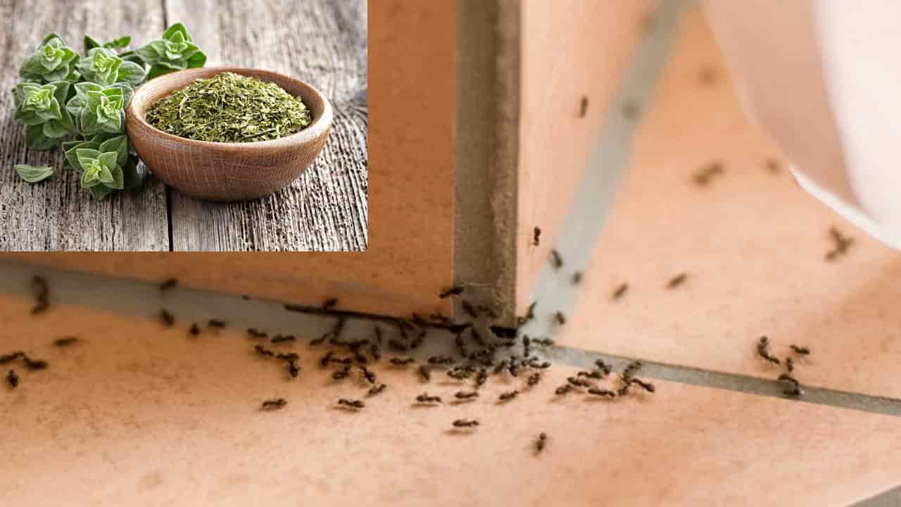 Use esses 5 Alimentos Naturais para espantar formigas da sua casa