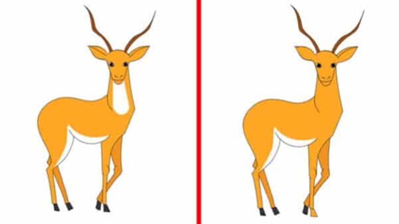 Super Desafio: Não é fácil encontrar as 3 diferenças entre as gazelas