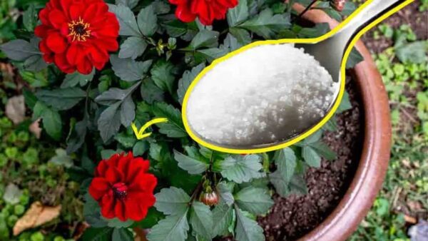 Apenas uma colher de chá deste ingrediente para que seu jardim e suas plantas explodam de vida rapidamente